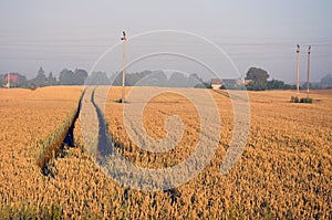 Ripe summer end wheat crop field in morning sunlight