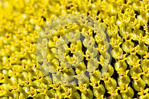 Ripe sunflower close-up