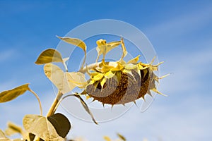 Ripe sunflower disk head heavy bend under hot summer sun in clear blue sky, peaceful midday in agricultural farm field