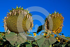 Ripe sunflower field