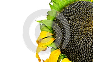 Ripe sunflower isolated on white background