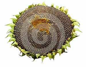 Ripe sunflower's seeds