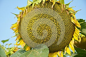 Ripe sunflower seeds on green sunflower plant ready for harvesting