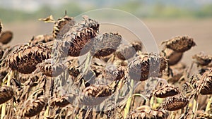 Ripe sunflowers on agricultural field awaiting harvest on sunny day