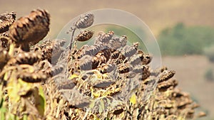 Ripe sunflowers on agricultural field awaiting harvest on sunny day