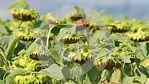 Ripe sunflowers on agricultural field awaiting harvest in Ukraine