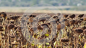 Ripe sunflowers on farmland awaiting harvest on sunny day