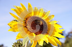 Ripe sunflowers in the fields waiting for harvest