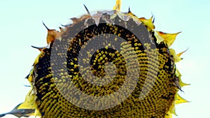Ripe sunflowers. sunflower seeds. Sunflower harvest. sunflowers galore