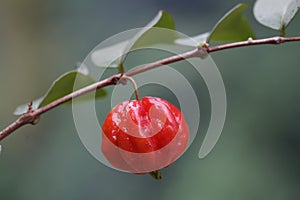 Ripe Surinam cherries ready to be harvested.