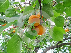 Ripe sweet apricot fruits growing on a apricot tree branch