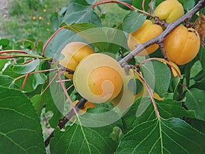 Ripe sweet apricot fruits growing on a apricot tree branch