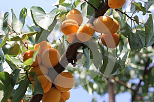 Ripe sweet apricot fruits growing on a apricot tree branch in orchard.