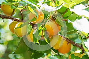 Ripe sweet apricot fruits growing on a apricot tree branch in or