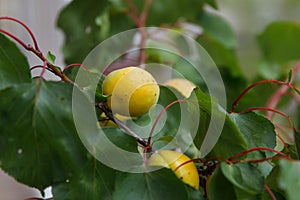 Ripe sweet apricots ripe in tree garden, agricultural harvest, after rain with hail, traces remained on fruits and leaves, wounded