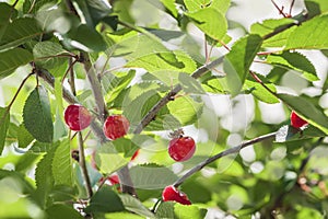 Ripe sweet cherries on tree branch, summer garden, natural background