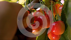 Ripe sweet cherry picking hand closeup. Harvesting fruit tree garden fruit farm harvest garden growing fruit picking