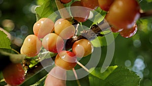 Ripe sweet cherry picking hand closeup. Harvesting fruit tree garden fruit farm harvest garden growing fruit picking