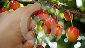 Ripe sweet cherry picking hand closeup. Harvesting fruit tree garden fruit farm harvest garden growing fruit picking