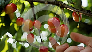 Ripe sweet cherry picking hand closeup. Harvesting fruit tree garden fruit farm harvest garden growing fruit picking