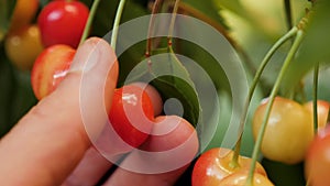 Ripe sweet cherry picking hand closeup. Harvesting fruit tree garden fruit farm harvest garden growing fruit picking