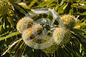 Ripe sweet chestnuts in husk on tree