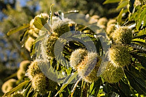 Ripe sweet chestnuts on tree