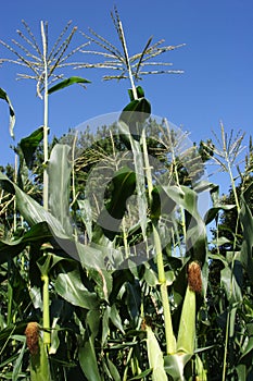 Ripe sweet corn field details