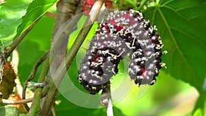 Ripe Sweet Mulberries