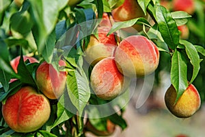 Ripe sweet peach fruits growing on a peach tree branch