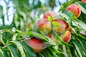 Ripe sweet peach fruits growing on a peach tree branch