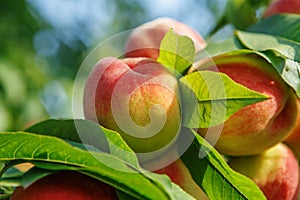 Ripe sweet peach fruits growing on a peach tree branch