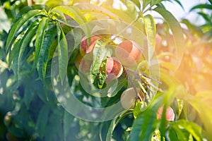 Ripe sweet peach fruits growing on a peach tree branch