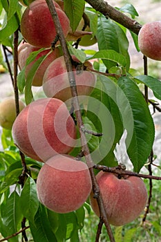 Ripe sweet peach fruits growing on a tree branch