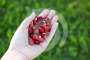 Ripe sweet red forest strawberries in a hand.