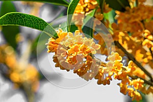 Ripe sweet-scented osmanthus in the garden