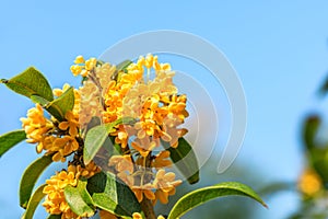 Ripe sweet-scented osmanthus in the garden photo