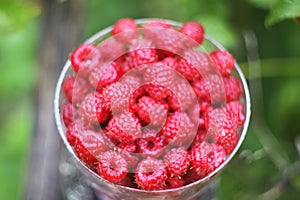 Ripe sweet summer berries. Raspberry in transparent vase on old rough wooden fence. Fresh raspberries on plant branches