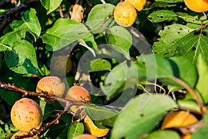 Ripe, sweet and tasty, orange and red apricots.