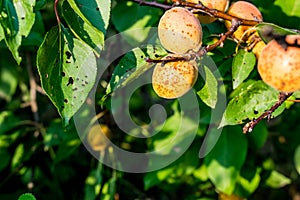 Ripe, sweet and tasty, orange and red apricots.