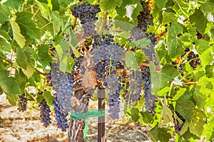 Ripe Syrah Grapes In The Vineyard