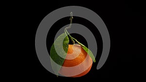 Ripe tangerine with green foliage rotates on a black background.