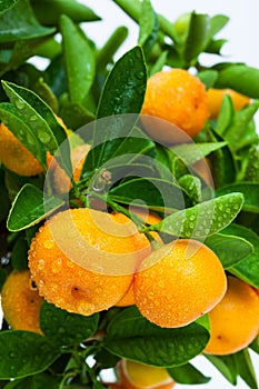 ripe tangerine tree fruits