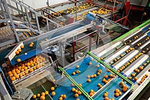 Ripe tangerines on a conveyor belt in the sizing process.