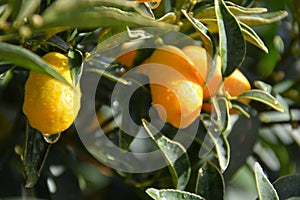 RIPE TANGERINES with dew drops