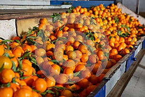 Ripe tangerines on a fruit sorting production line