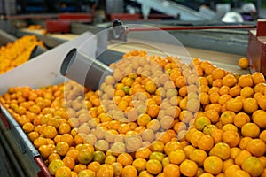 Ripe tangerines on a fruit sorting production line.