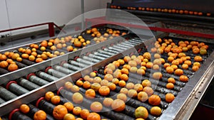 Ripe tangerines on a fruit sorting production line.