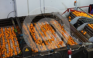 Ripe tangerines going through washer machine in sorting factory