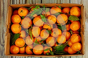 Ripe tangerines with green leaves in box